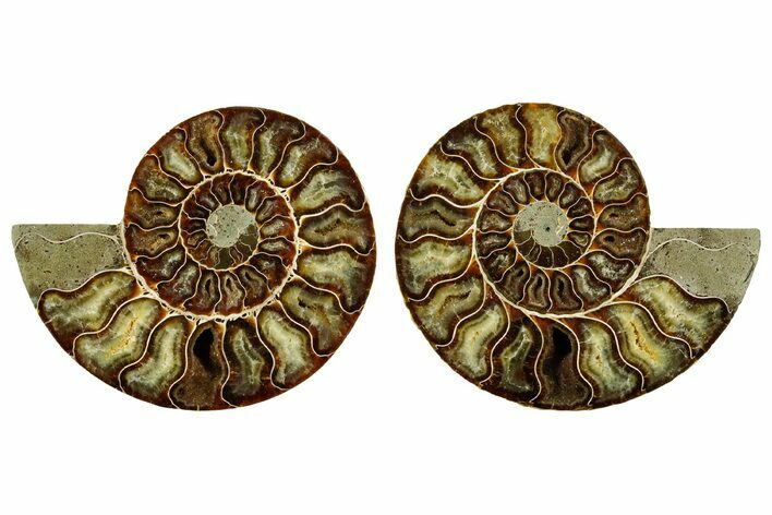 Cut & Polished Crystal-Filled Ammonite Fossil - Madagascar #362374